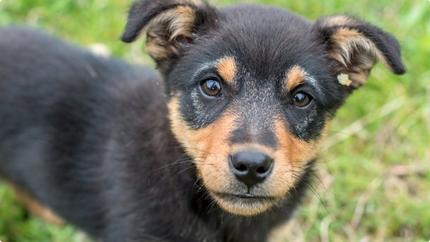 porque adoptar cachorros